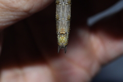 Neurocordulia yamaskanensis