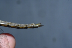 Neurocordulia yamaskanensis