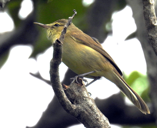 Cook Reed Warbler (Acrocephalus kerearako), photo 7