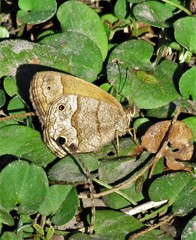 Pharneuptychia phares