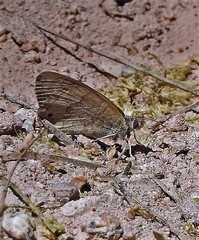 Pharneuptychia phares