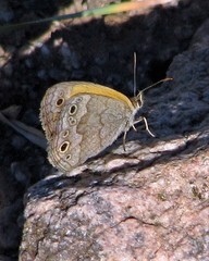 Pharneuptychia phares