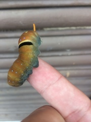 Papilio multicaudata