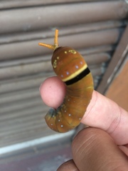 Papilio multicaudata