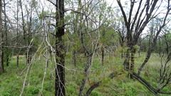 Callitris glaucophylla