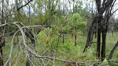 Callitris glaucophylla