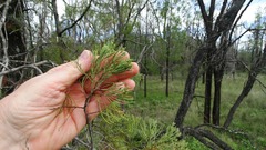 Callitris glaucophylla