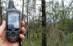 Callitris glaucophylla