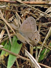 Pharneuptychia phares