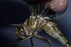 Neurocordulia yamaskanensis