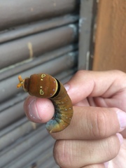 Papilio multicaudata