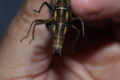 Neurocordulia yamaskanensis