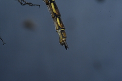 Neurocordulia yamaskanensis