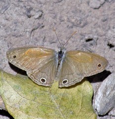 Pharneuptychia phares