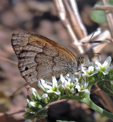 Pharneuptychia phares