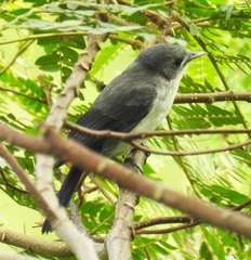 Pomarea dimidiata