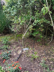 Citharexylum ilicifolium