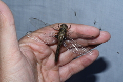 Neurocordulia yamaskanensis