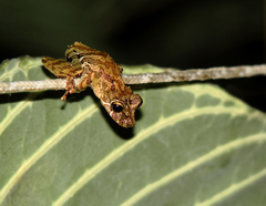 Scinax littoralis