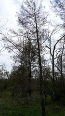 Callitris glaucophylla