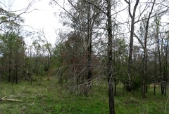 Callitris glaucophylla