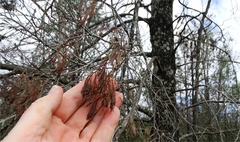 Callitris glaucophylla