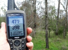 Callitris glaucophylla