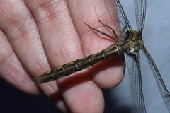 Neurocordulia yamaskanensis