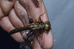 Neurocordulia yamaskanensis