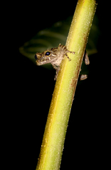 Scinax littoralis