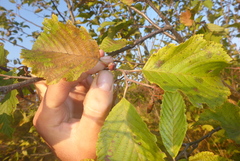 Dasineura serrulatae