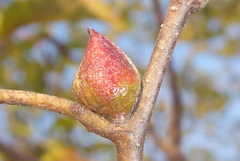 Dasineura serrulatae