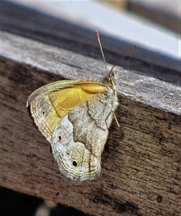 Pharneuptychia phares