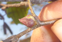 Dasineura serrulatae