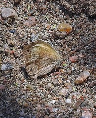 Pharneuptychia phares