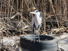 Ardea cinerea