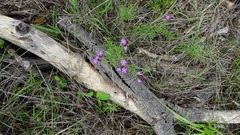 Glandularia aristigera