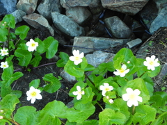 Caltha alba