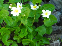 Caltha alba