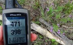 Glandularia aristigera