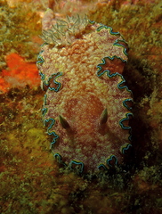 Glossodoris