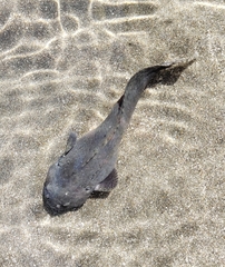 Rosybrown Snailfish photo 1