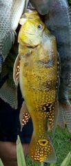 Cichla