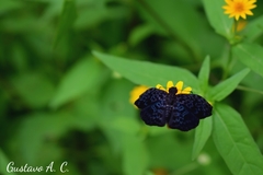 Cycloglypha thrasibulus thrasibulus