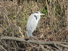 Ardea cinerea