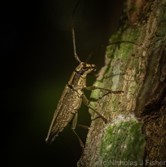 Temnosternus planiusculus