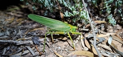 Terpandrus calperum