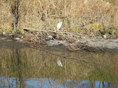 Ardea cinerea