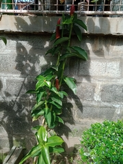 Costus woodsonii