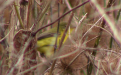 Pseudocolopteryx acutipennis